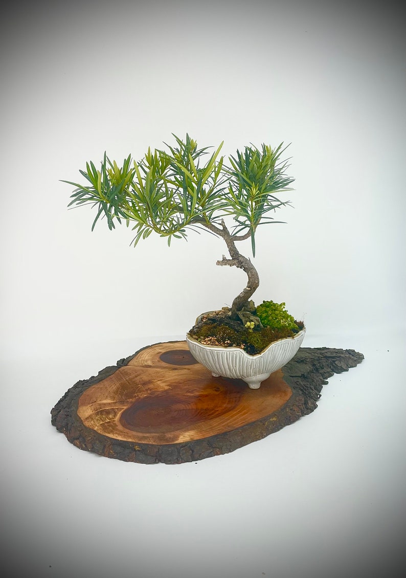 Buddha pine bonsai tree, Reward Yourself collection from Live Bonsai Tree image 1