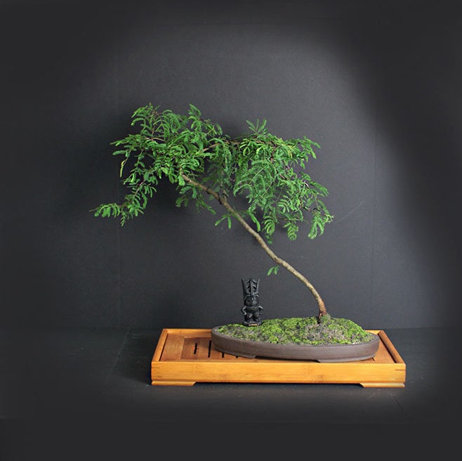 Sweet acacia bonsai tree, Acacia bonsai collection from LiveBonsaiTree