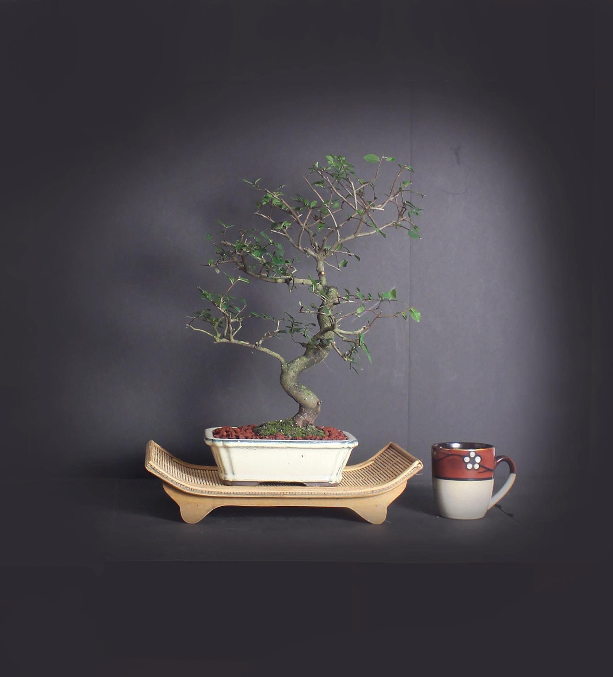 Zelkova Elm bonsai tree, Elm bonsai series from LiveBonsaiTree
