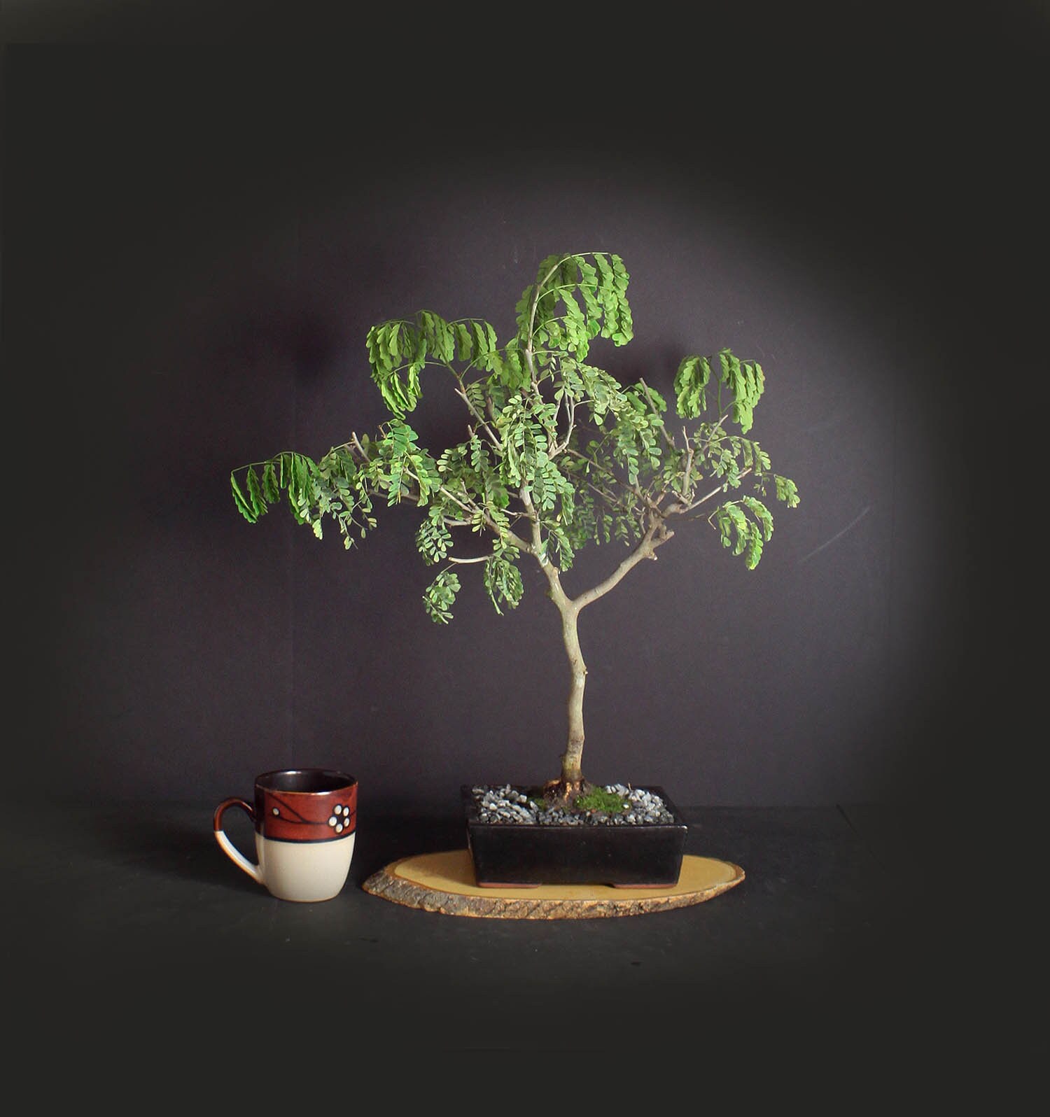 Brazilian Raintree bonsai tree, Amazon exotics collection from