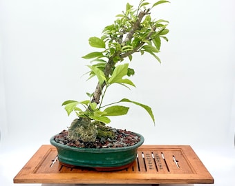 Japanese Lantern Hibiscus Bonsai Tree – Rare Exotic Specimen in Glazed Container