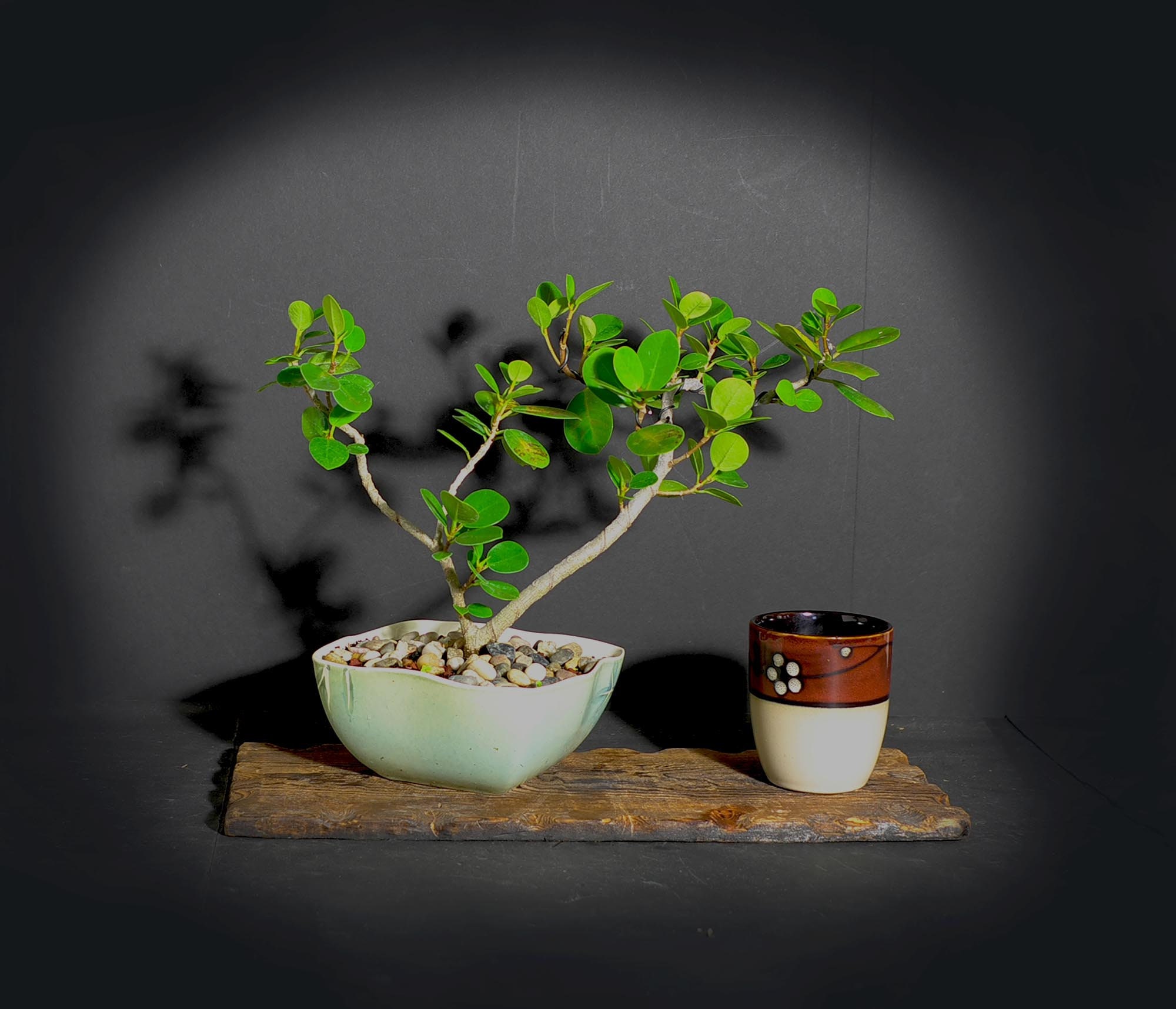 Green Island fig bonsai tree, Figs of the world collection from