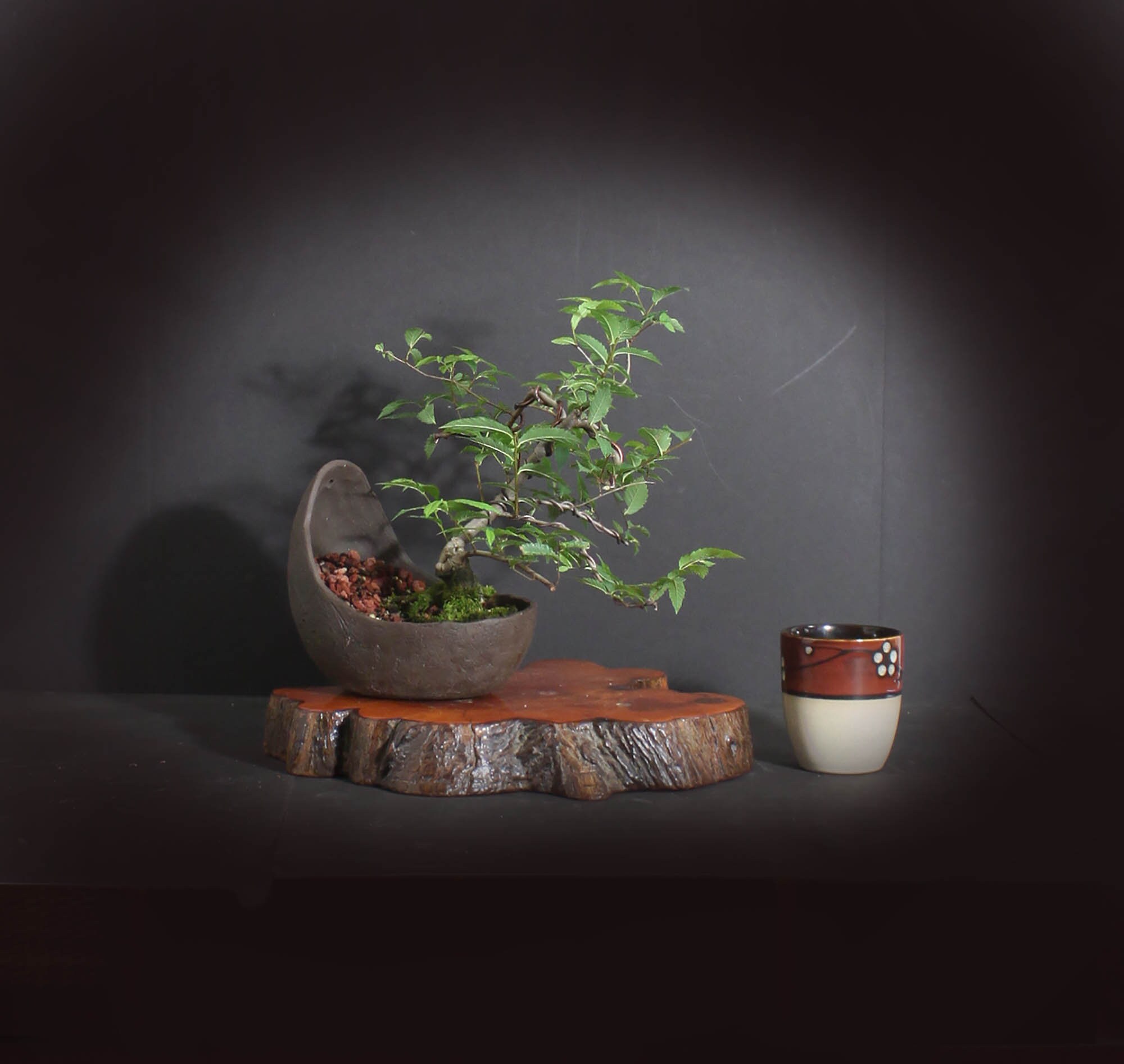 Hackberry Bonsai Tree, Elm collection from LiveBonsaiTree