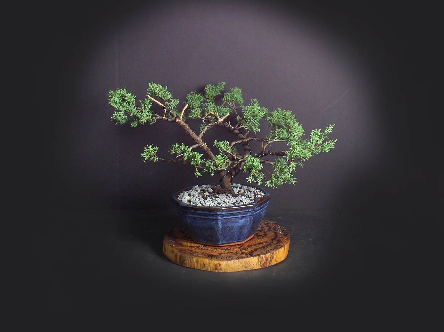 Juniper shimpaku bonsai tree, Japanese Conifer collection from