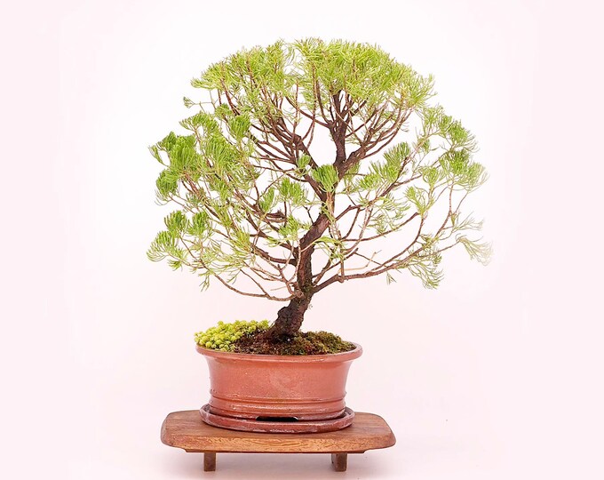 Juniper Kaizuka bonsai tree, "Focal point" collection from Live Bonsai Tree