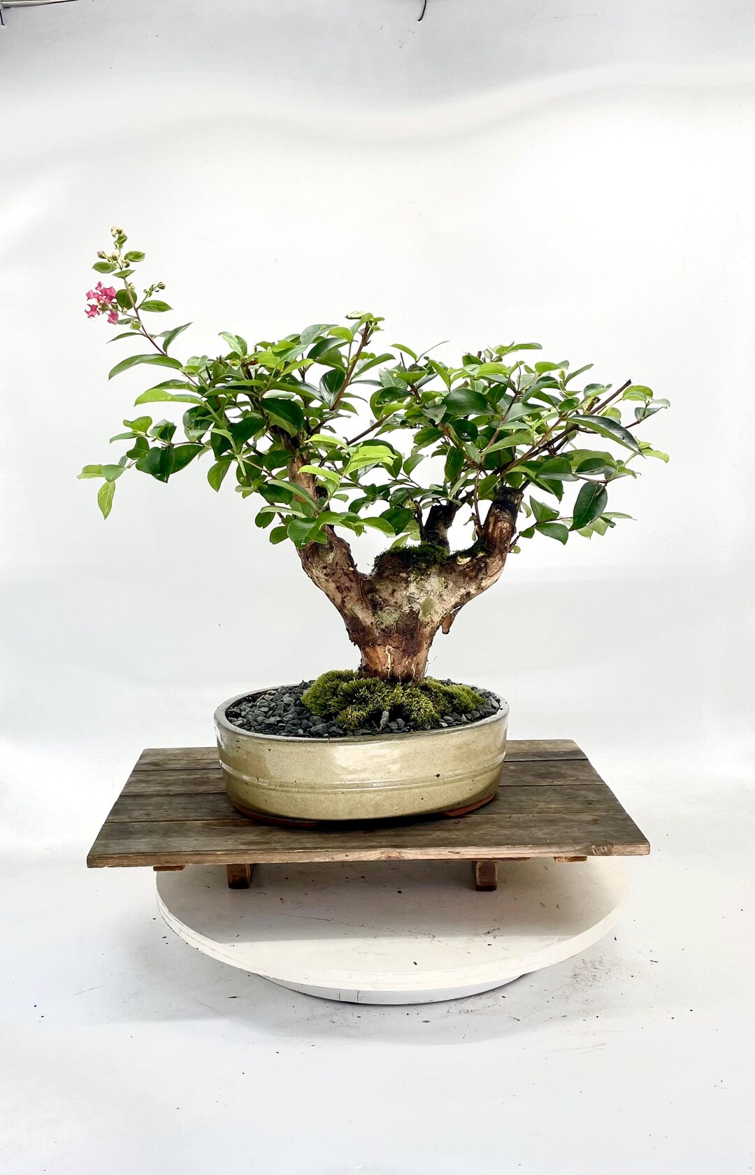 Metalen bonsai – Bonsai winkel