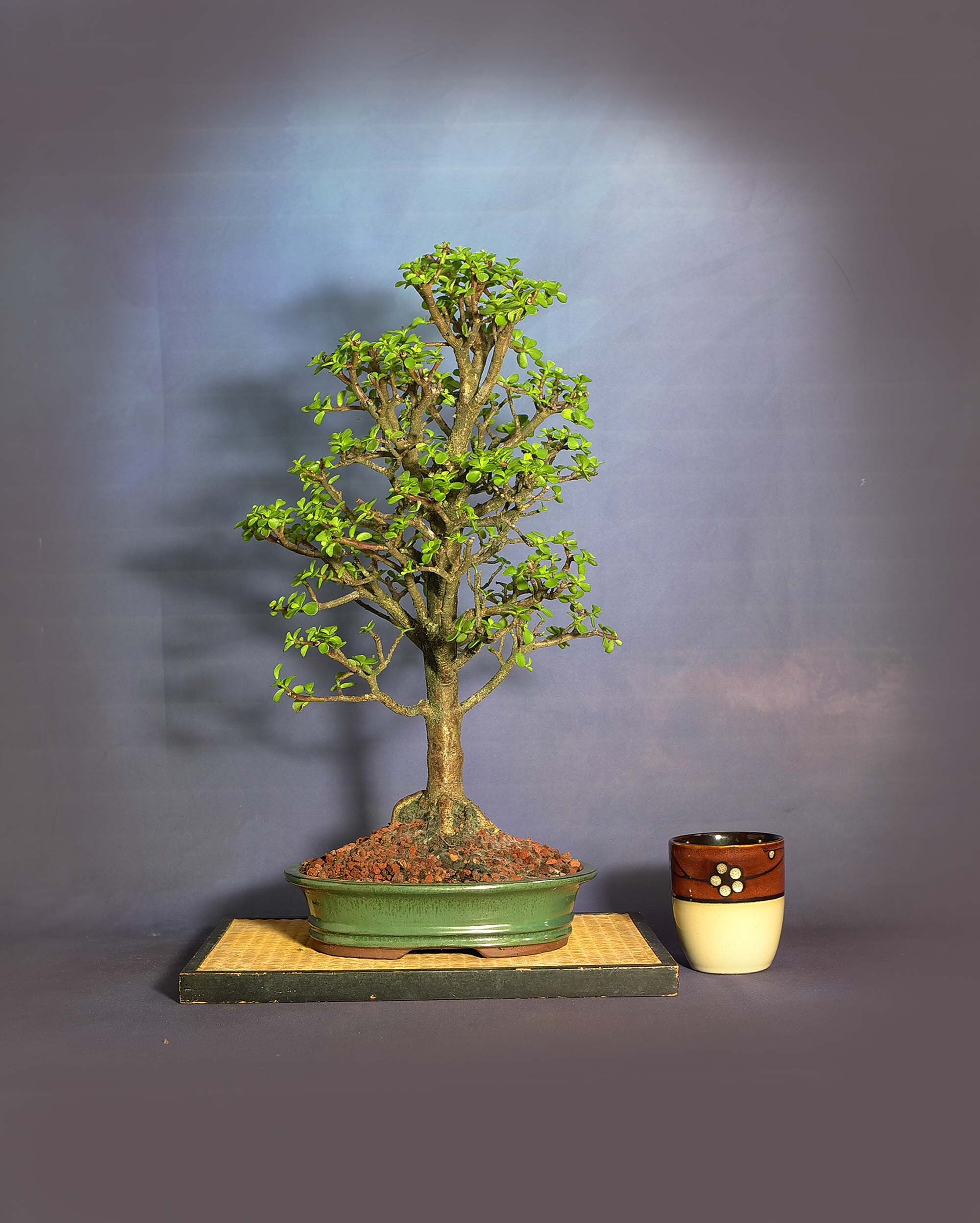 Dwarf jade bonsai tree, New normal collection from LiveBonsaiTree