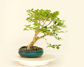 Crape myrtle bonsai tree, "Serious responsibility" collection from Live Bonsai Tree