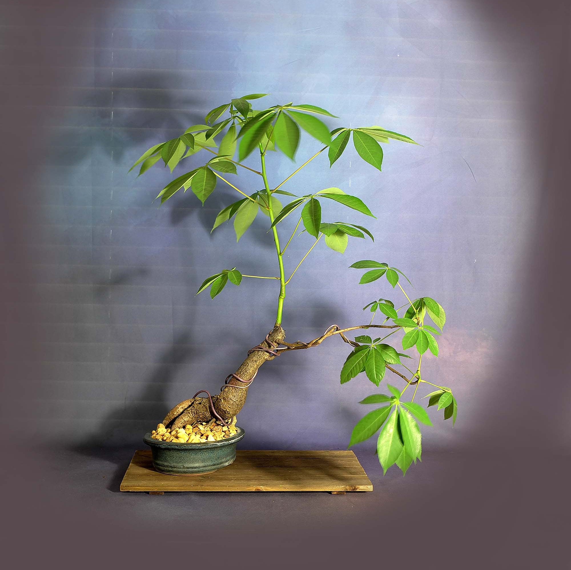 Silk Floss Kapok Bonsai Tree Stay At Home Collection From Livebonsaitree Silk Floss Kapok Bonsai Tree Stay At Home Collection From Livebonsaitree