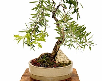 Rare Blue Ice Bottlebrush Bonsai Mature Red Bloom Specimen Exact Tree