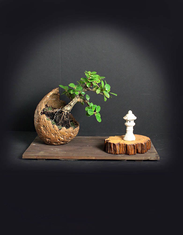 Green island fig bonsai tree, Fall'17 Fig Collection from LiveBonsaiTree