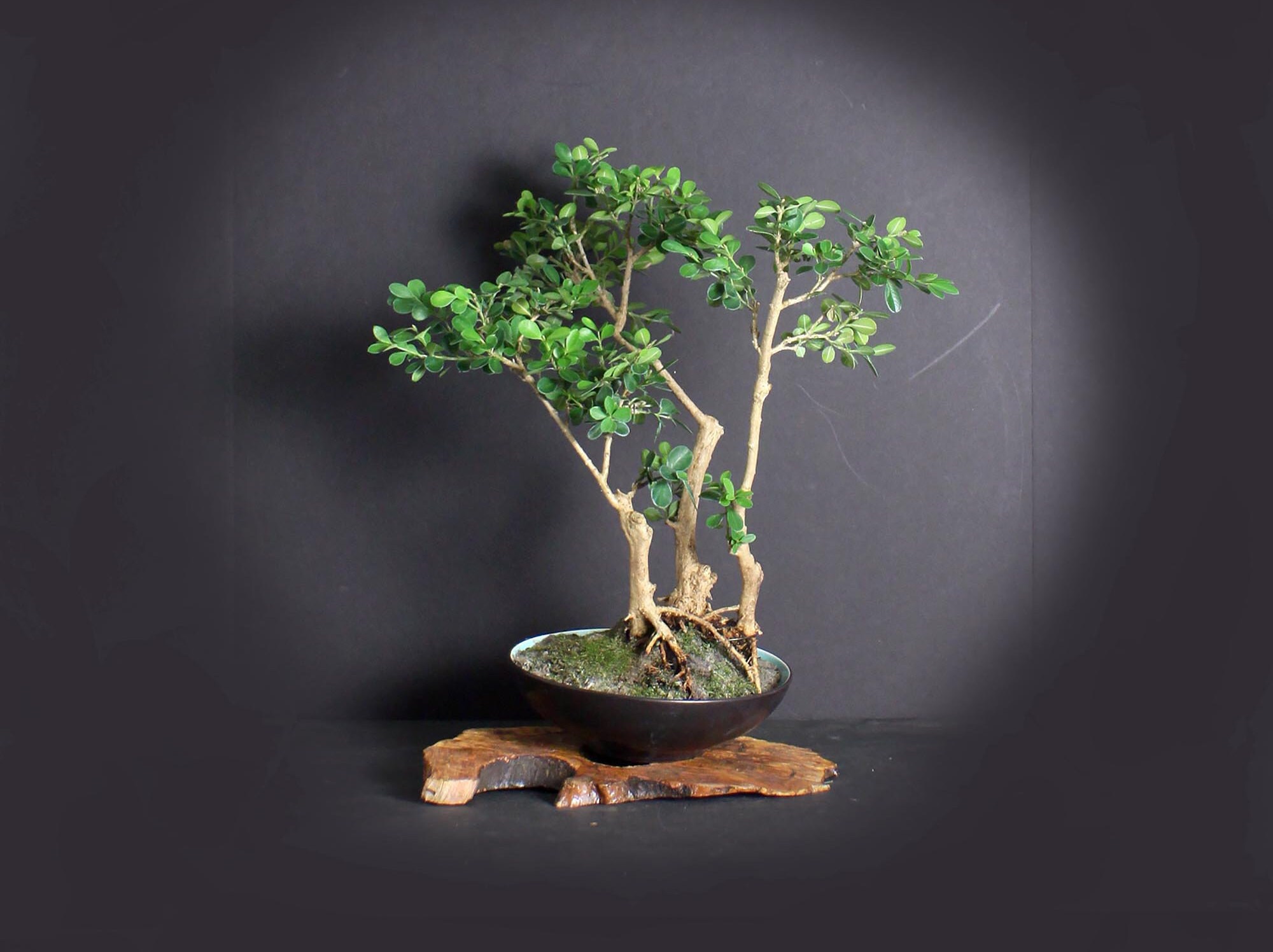 Japanese Boxwood Bonsai Tree, Japanese bonsai collection LiveBonsaiTree