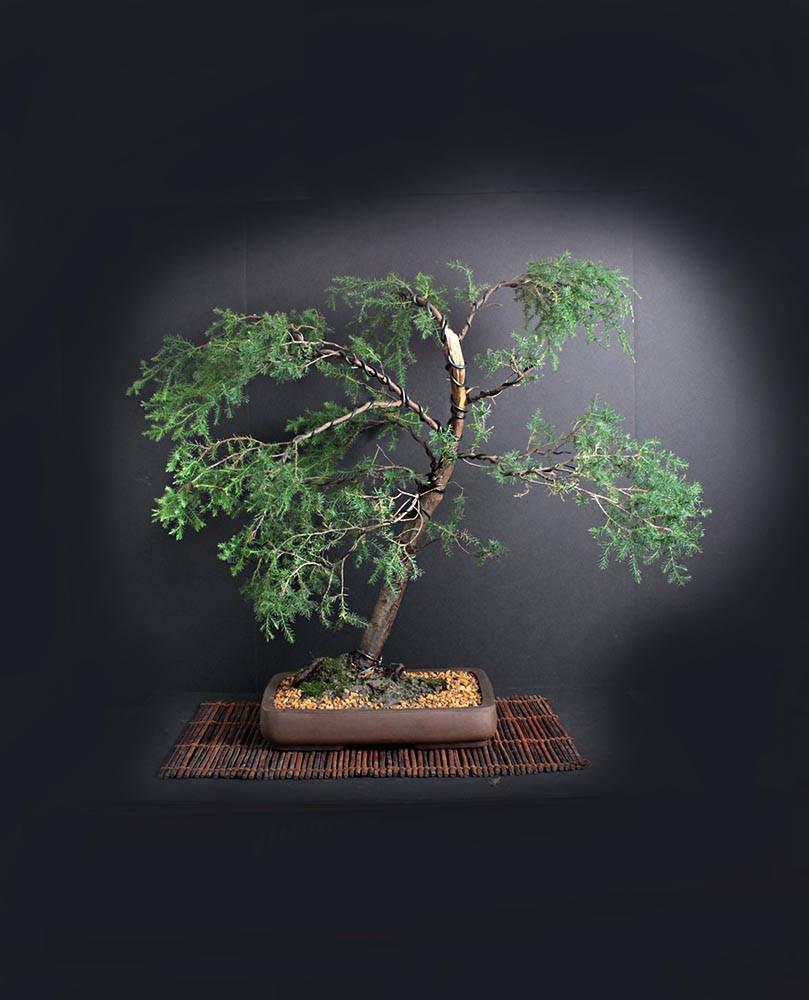 Red cedar bonsai tree, Fall'17 Conifer Collection from LiveBonsaiTree