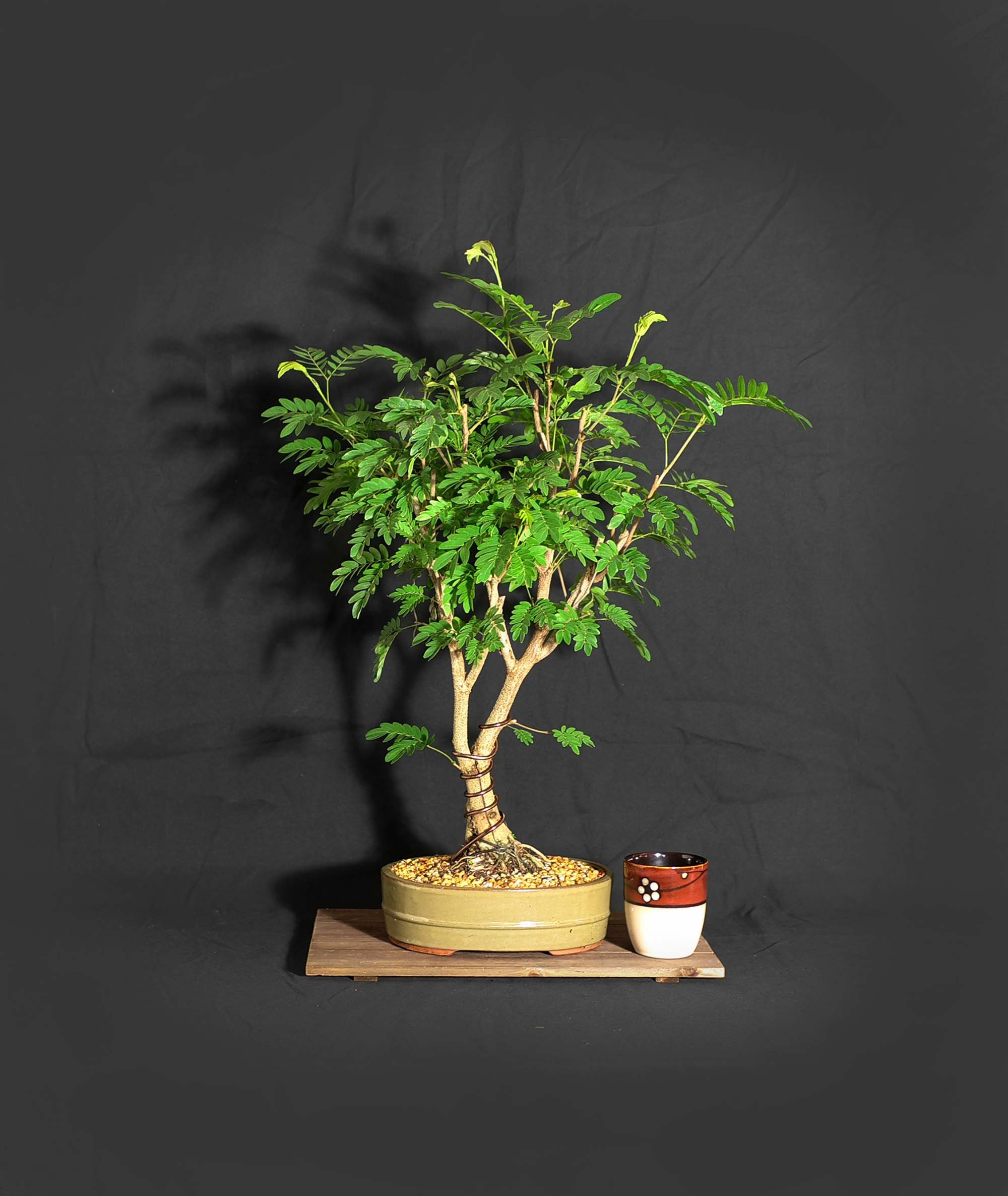 Powder Puff bonsai tree, Blooming Tropics Collection from LiveBonsaiTree