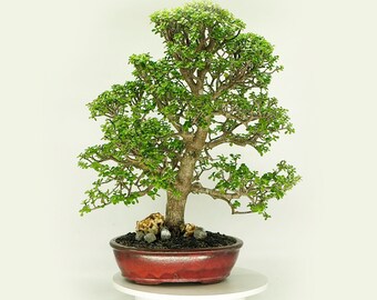 Mature dwarf jade bonsai tree, "One old tree" collection from Live Bonsai Tree