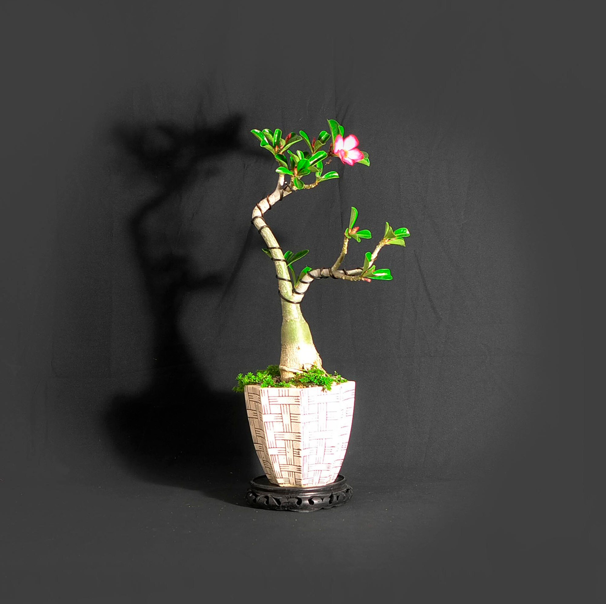 Desert Rose Bonsai Tree, Good vibe collection from LiveBonsaiTree