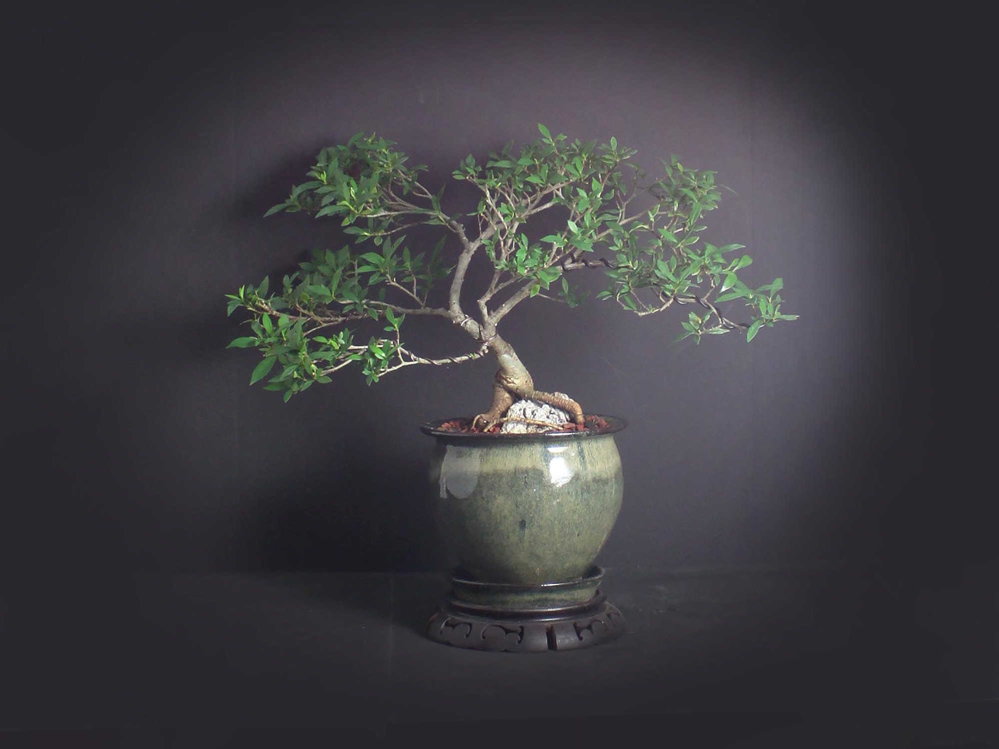 Gardenia Bonsai Tree