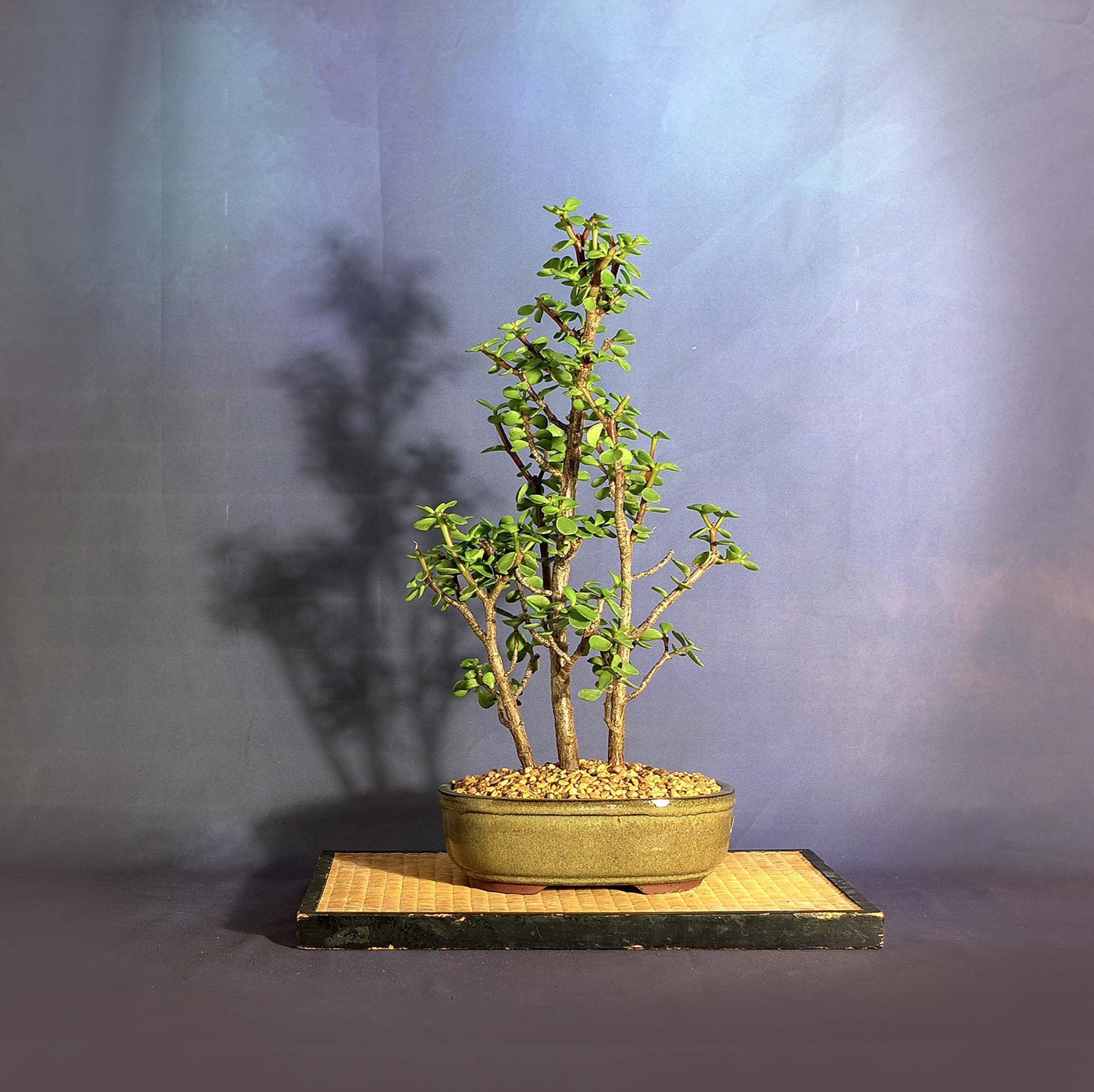 Dwarf jade bonsai tree, Turning the curve bonsai collection from
