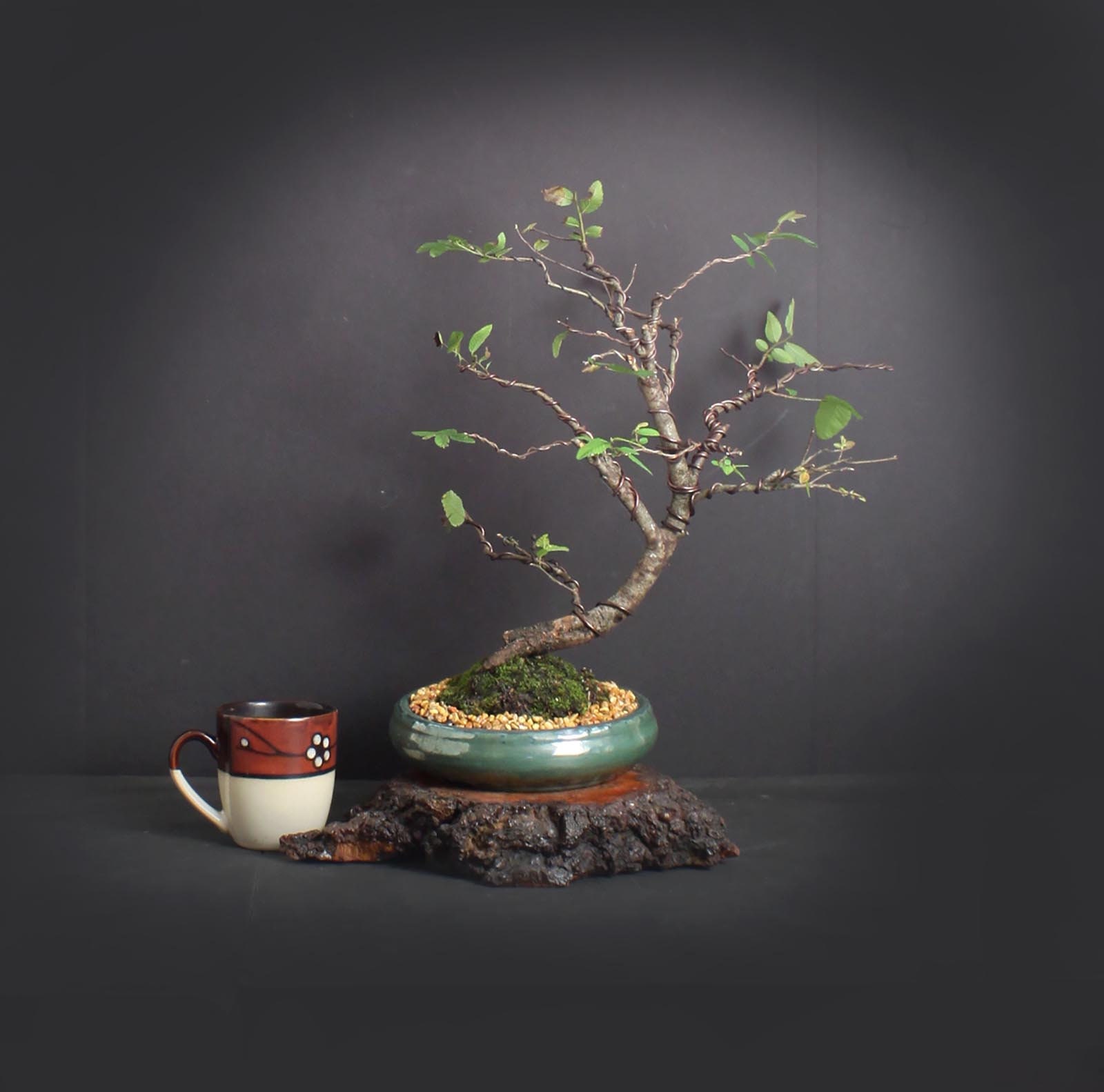 Cedar elm bonsai tree, Elm bonsai series from LiveBonsaiTree