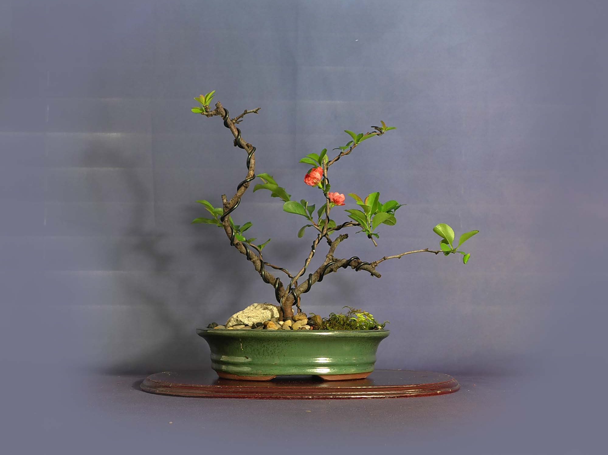 Japanese Quince pre bonsai tree Help me breathe Collection from