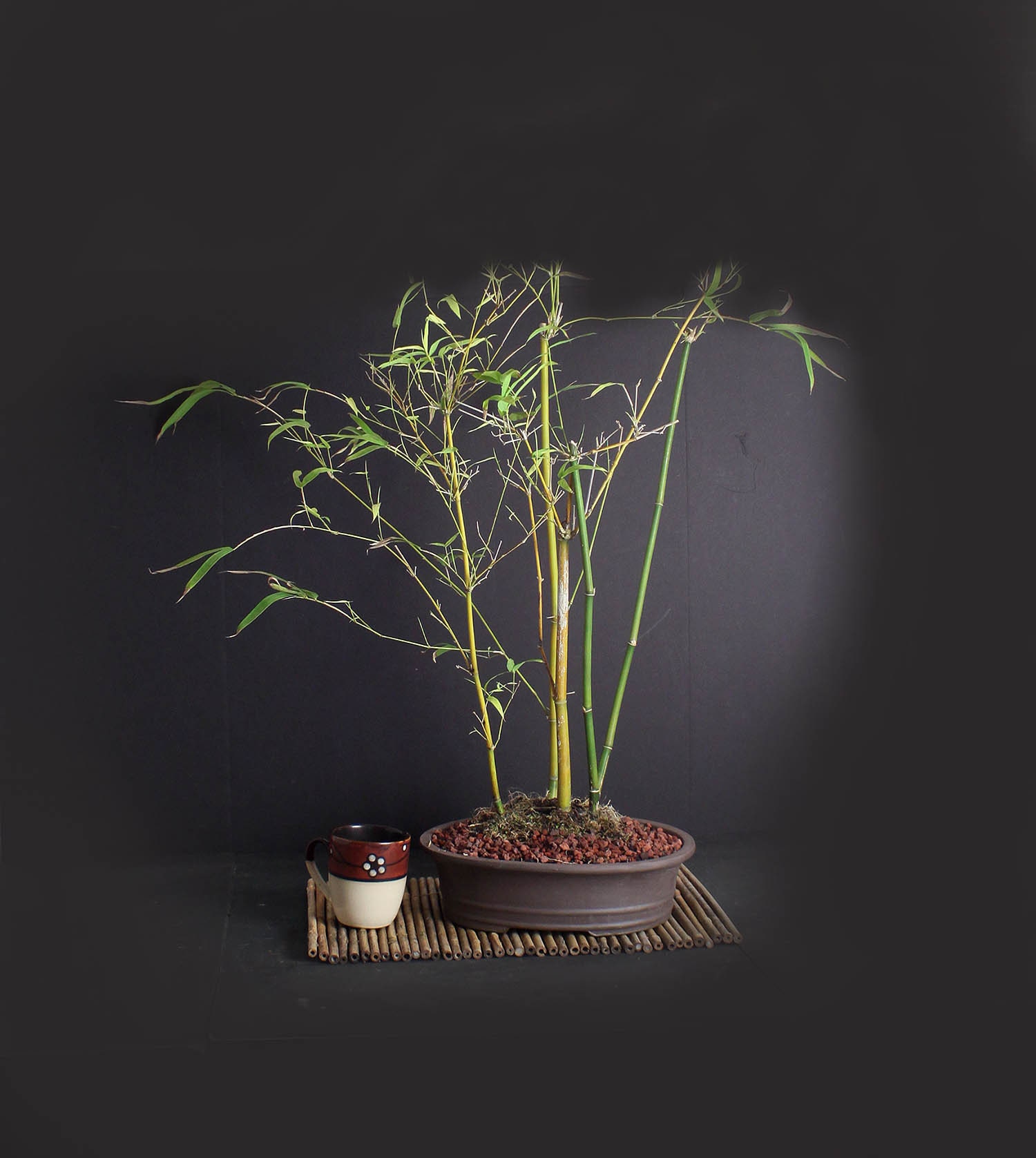 Dwarf timber bamboo , Bamboo bonsai collection from LiveBonsaiTree