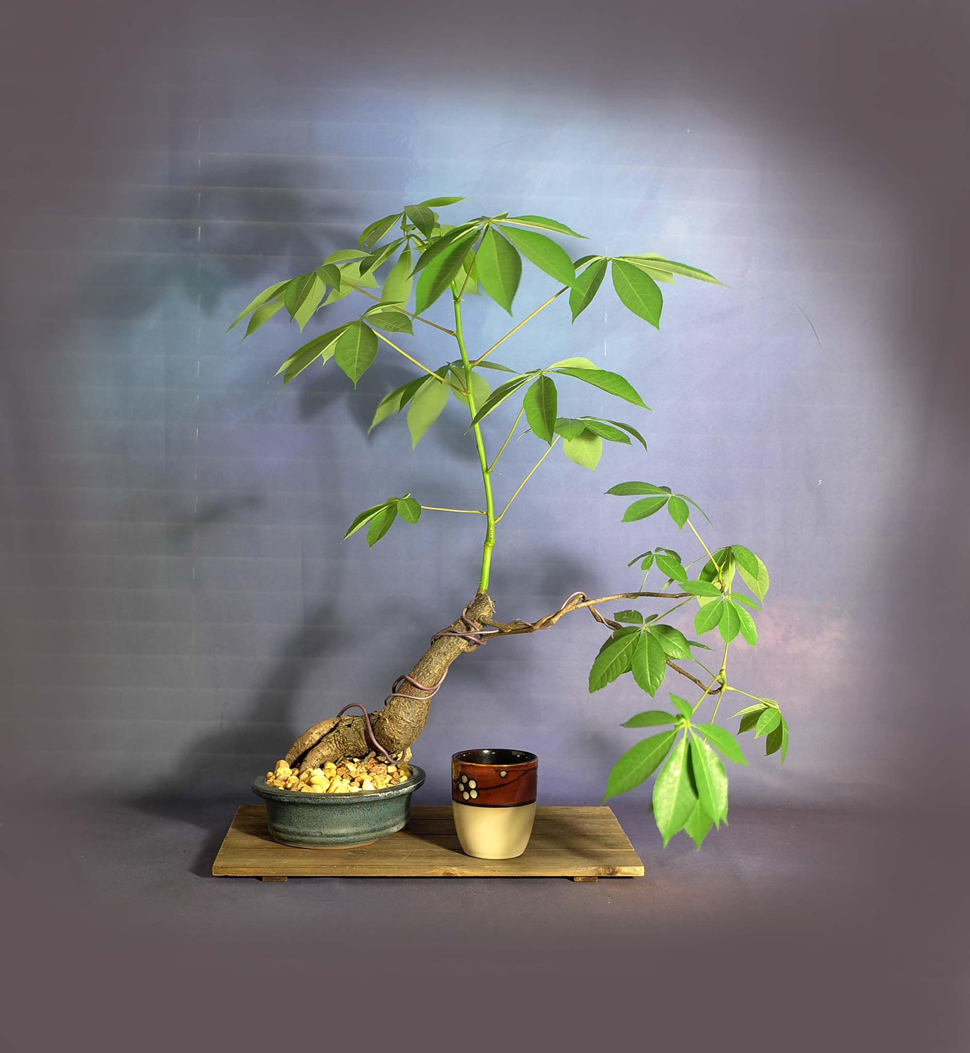 Silk Floss Kapok Bonsai Tree Stay At Home Collection From Livebonsaitree Silk Floss Kapok Bonsai Tree Stay At Home Collection From Livebonsaitree