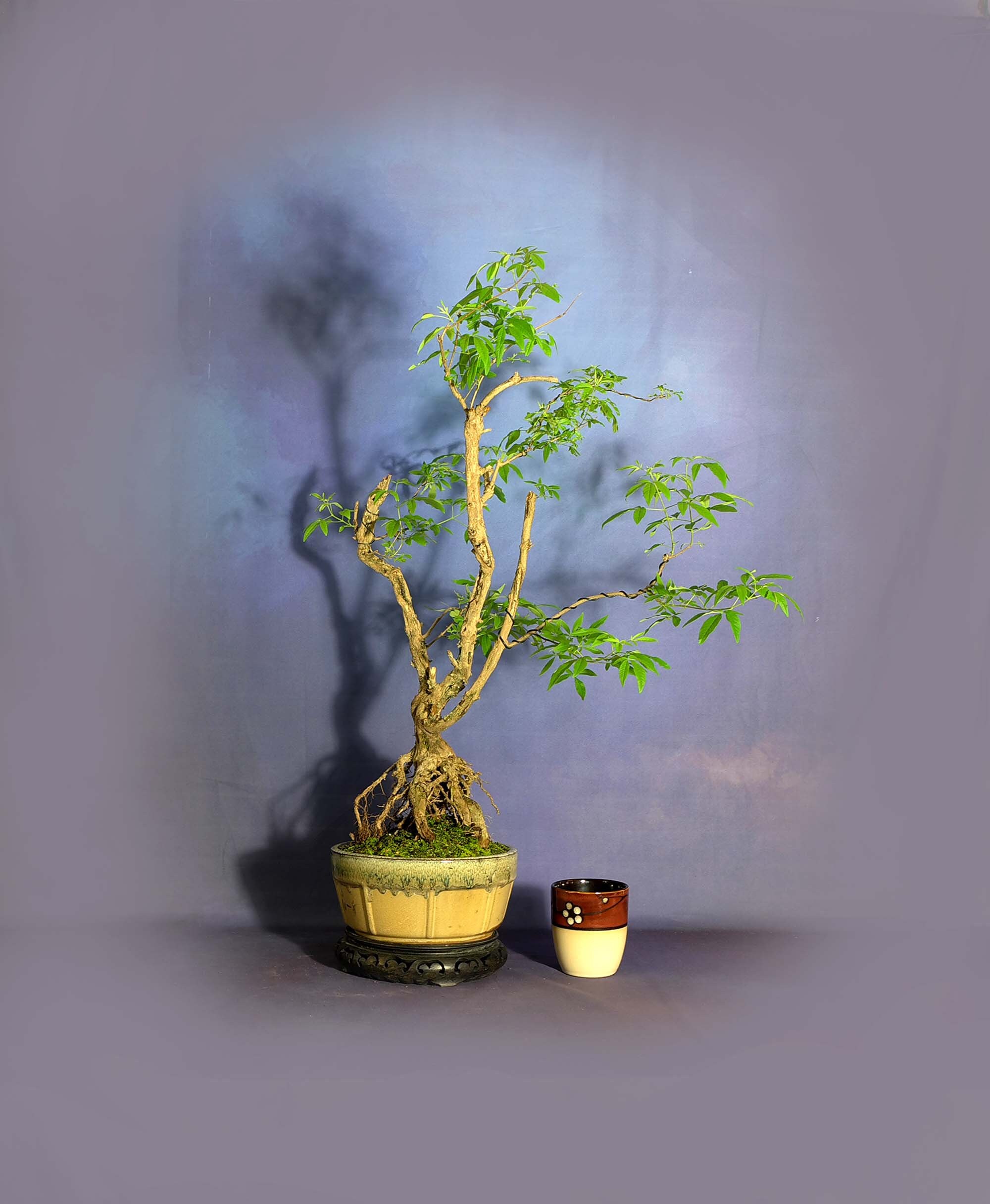 Texas Lilac bonsai tree, Survival bonsai collection from LiveBonsaiTree