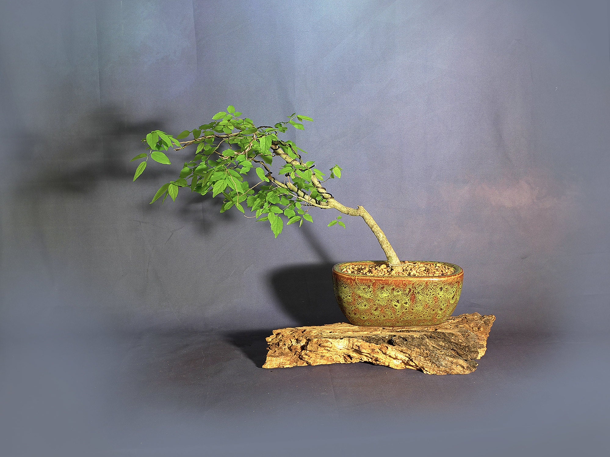 Hackberry Bonsai Tree, Nursing heroes collection from LiveBonsaiTree