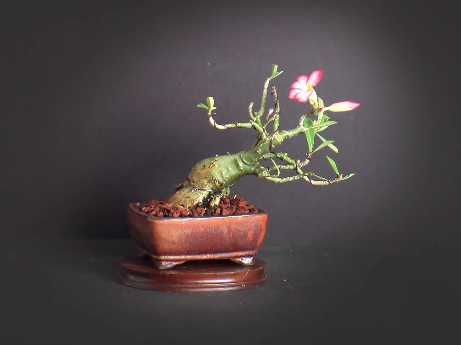 Desert Rose Bonsai Tree, Blooming collection from LiveBonsaiTree