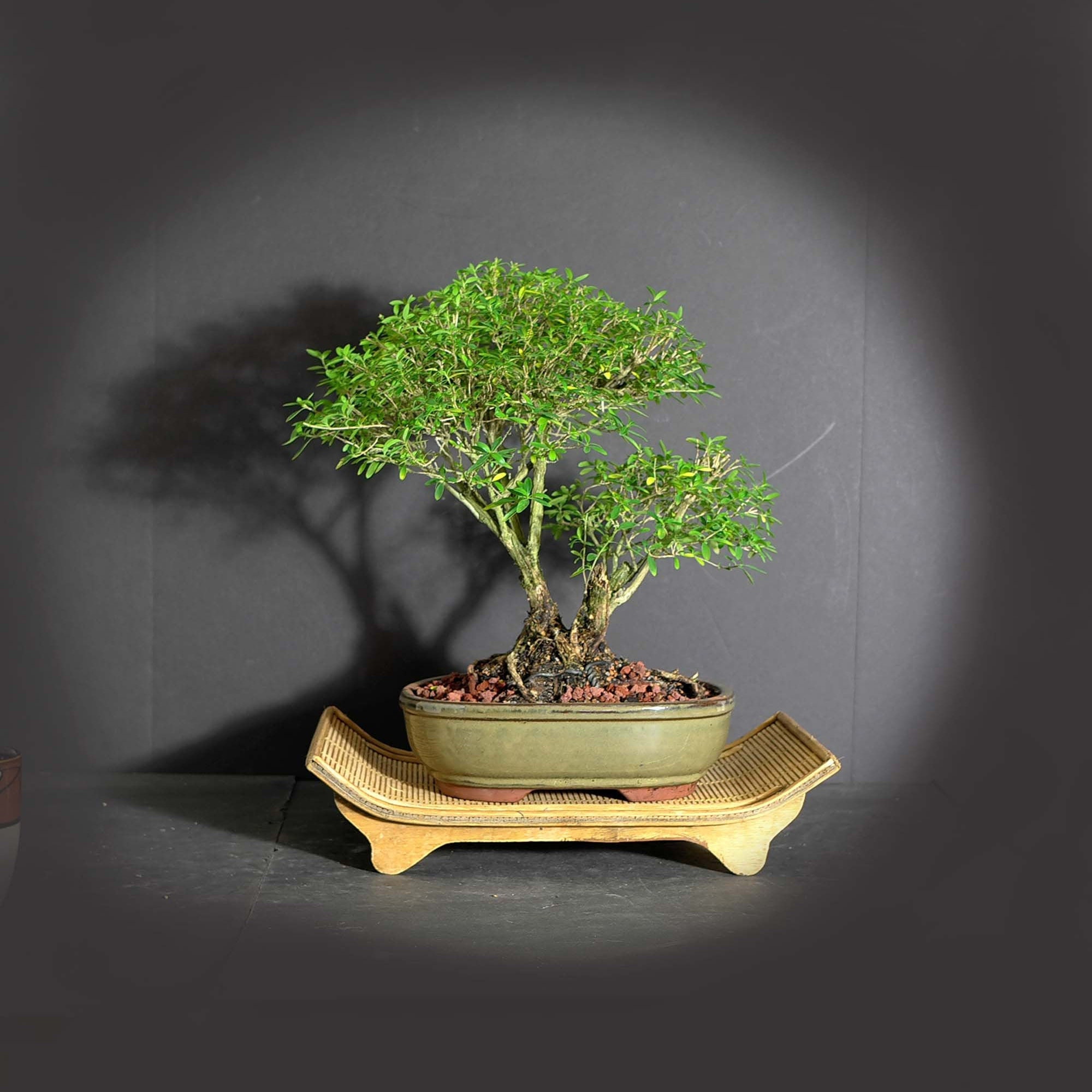 Serissa snow rose bonsai tree, Coping strategies collection from