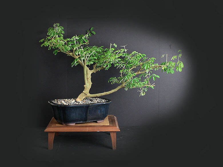 Mature Brazilian raintree bonsai tree, Exotic flora collection from