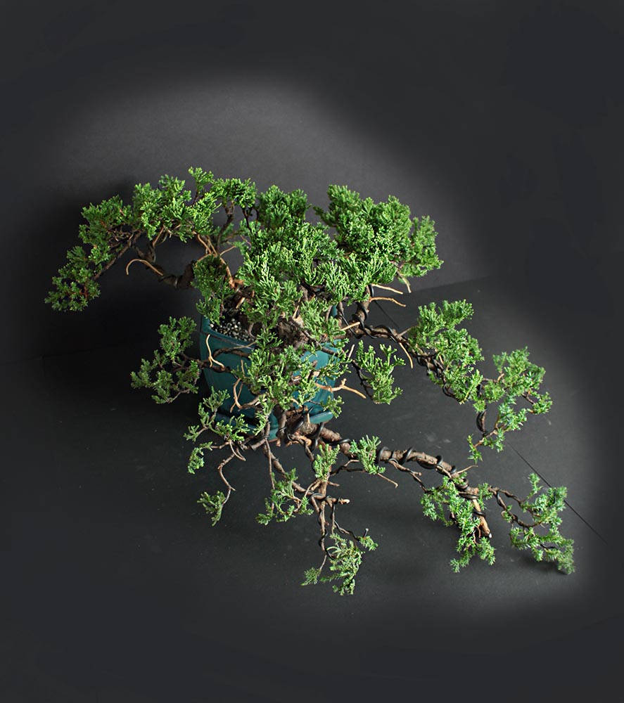 Mature Juniper procumbens nana bonsai tree, Japanese conifer collection