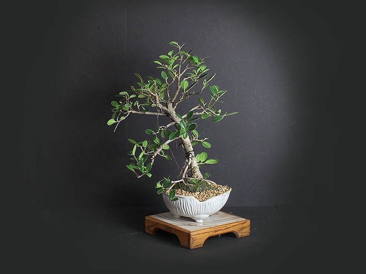 Green mound fig bonsai tree, Figs of the world collection from