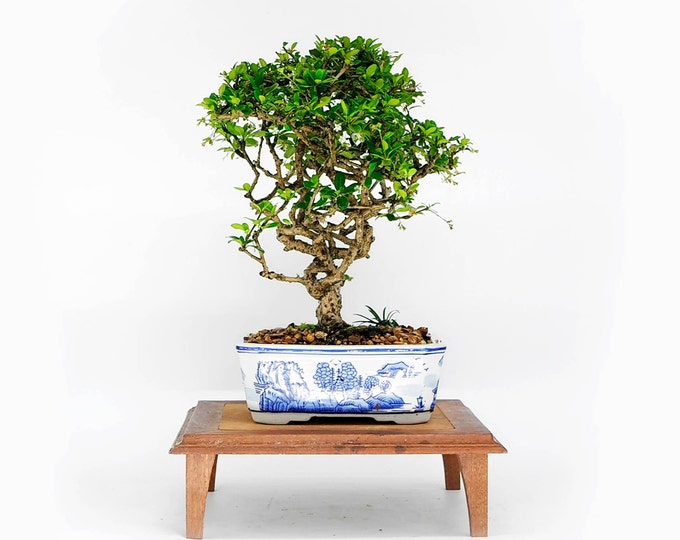 Fukien Tea bonsai tree, "Stop the war!" collection from LiveBonsaiTree