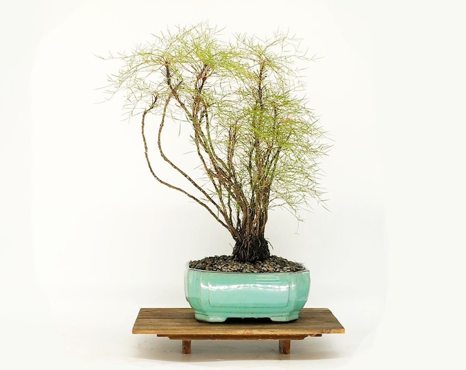 San Gabriel Bamboo (extremely rare), "Land lease" collection" from  Live Bonsai Tree