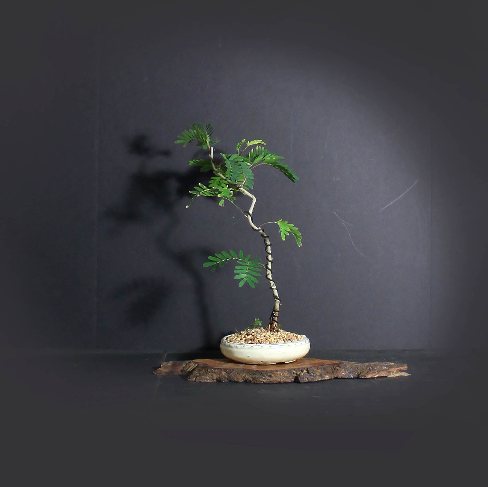 Red Powder Puff bonsai tree, Blooming Tropics Collection from