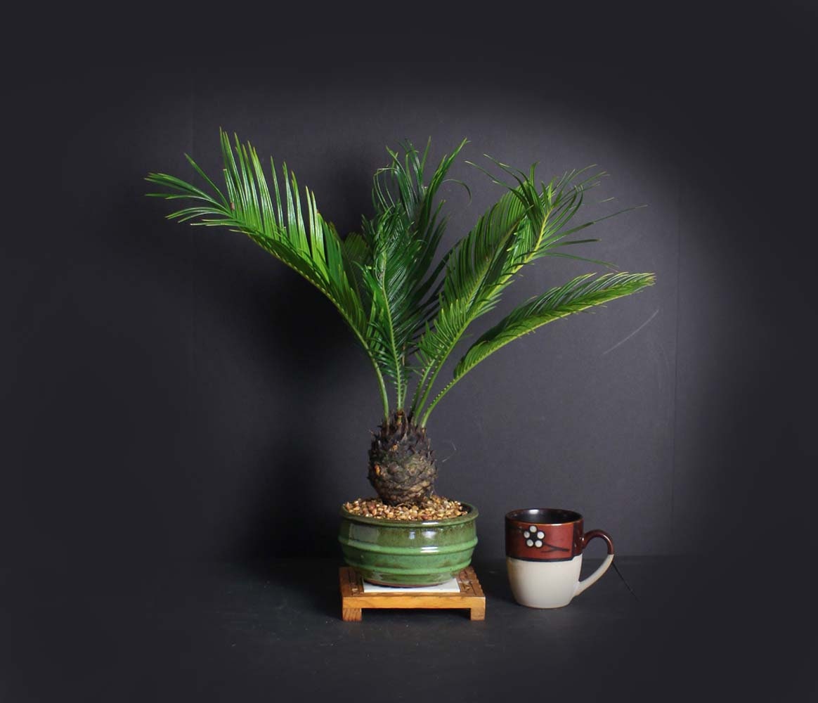 Sago Palm Bonsai Tree, Palm Bonsai collection from LiveBonsaiTree