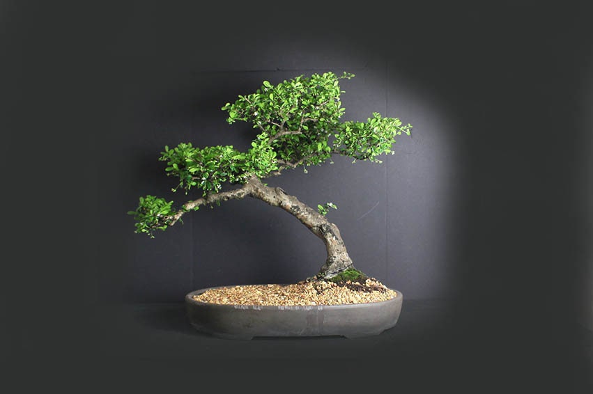 Mature Fukien Tea bonsai tree, Flowering bonsai collection from