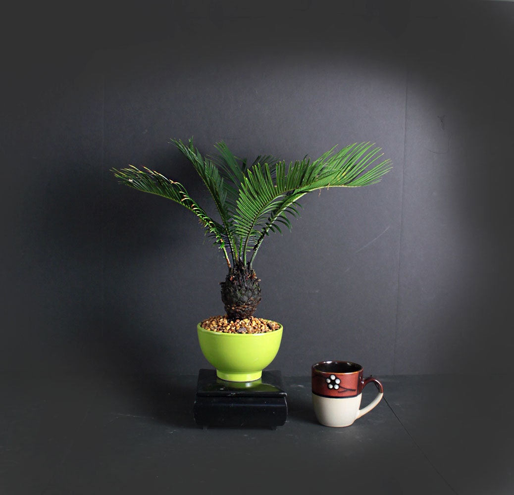 Sago Palm Bonsai Tree, Palm Bonsai collection from LiveBonsaiTree