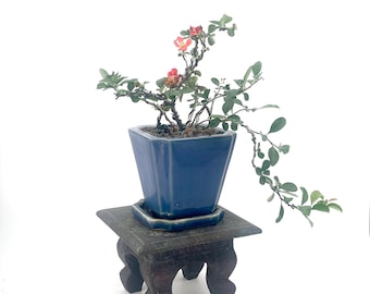 Japanskt kvittenbonsaiträd: Karmosinröda blommor i glaserad kruka