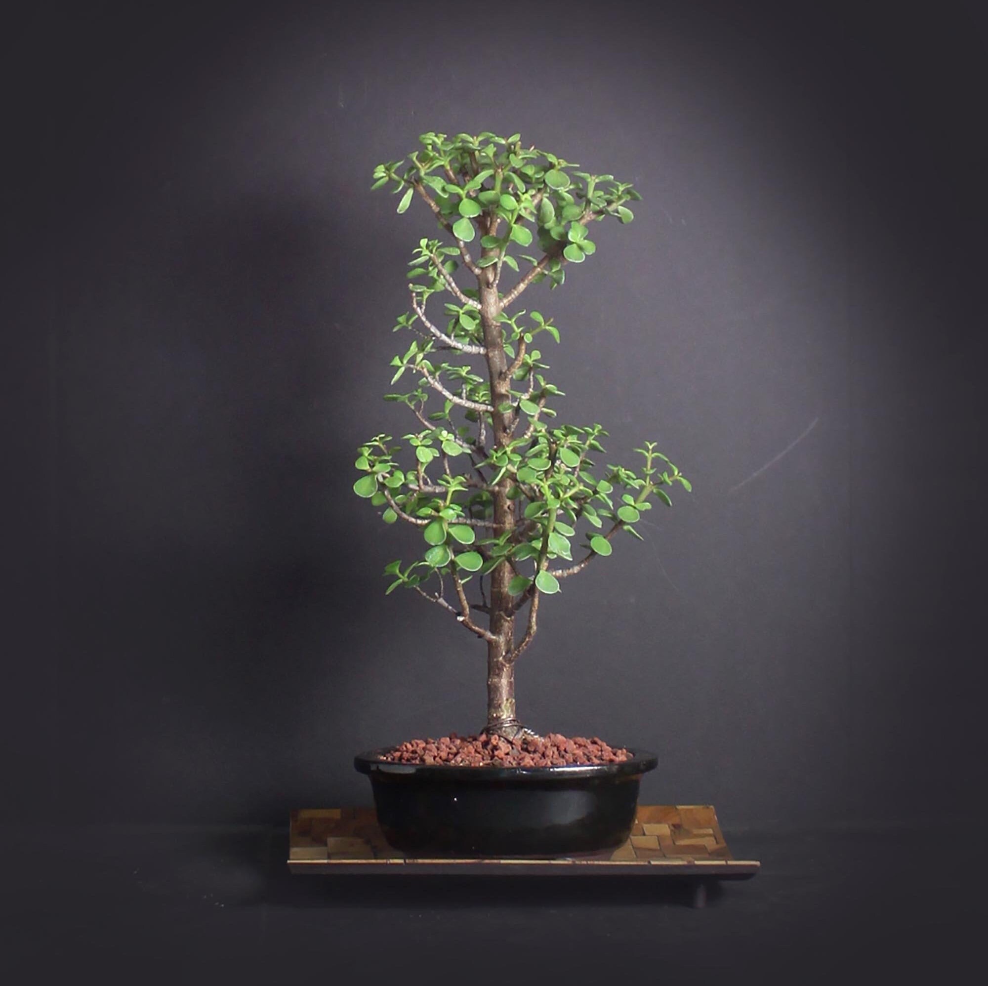 Dwarf jade bonsai tree, African Safari bonsai collection from