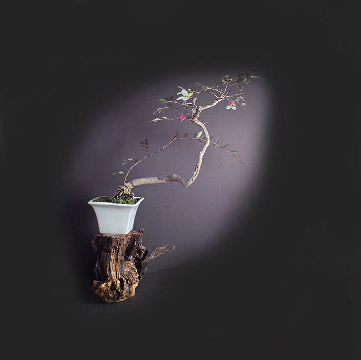 Loropetalum bonsai tree Summer'17 Flowering Collection by LiveBonsaiTree