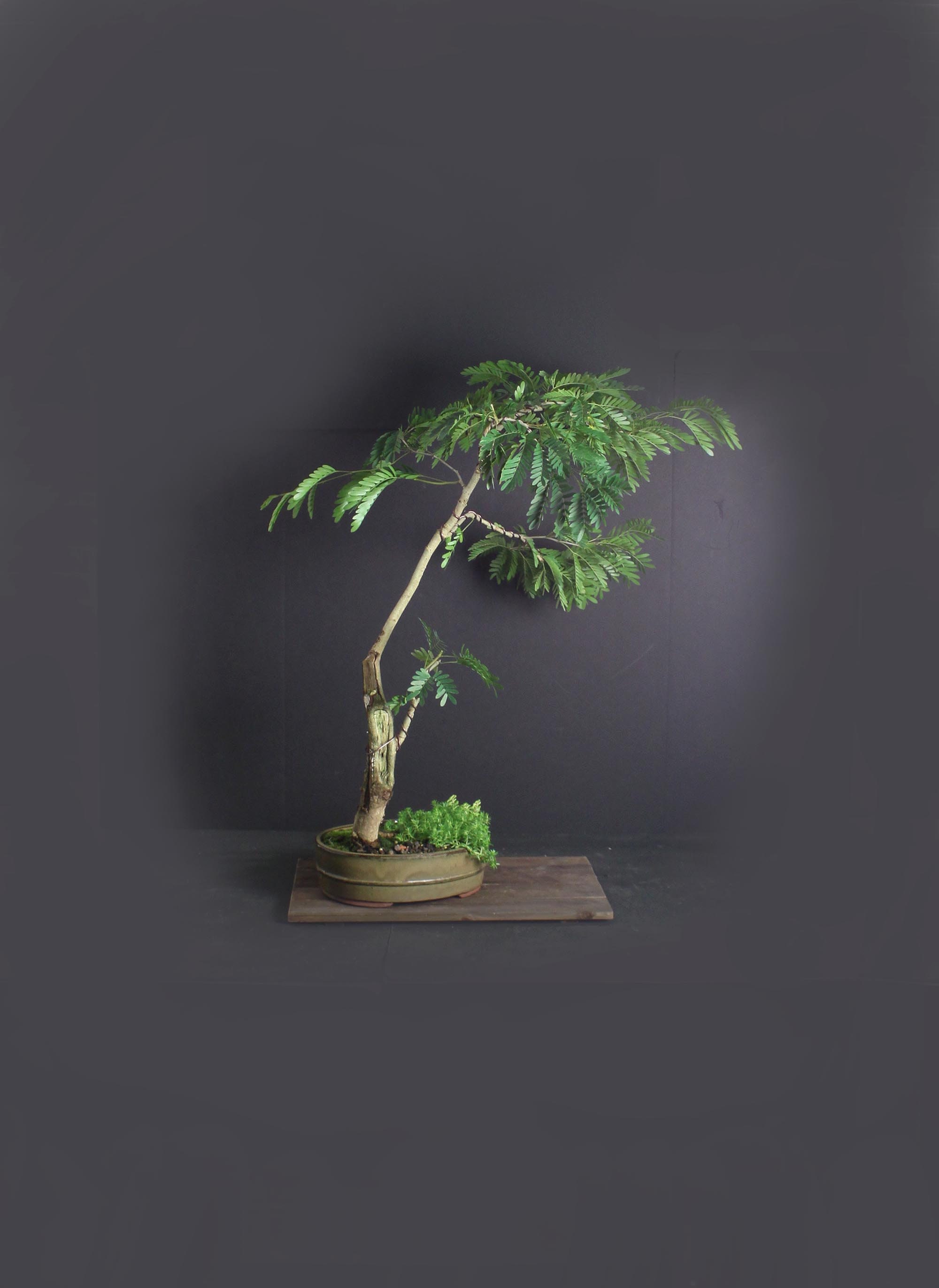 Pink Powder Puff bonsai tree, Blooming Tropics Collection from