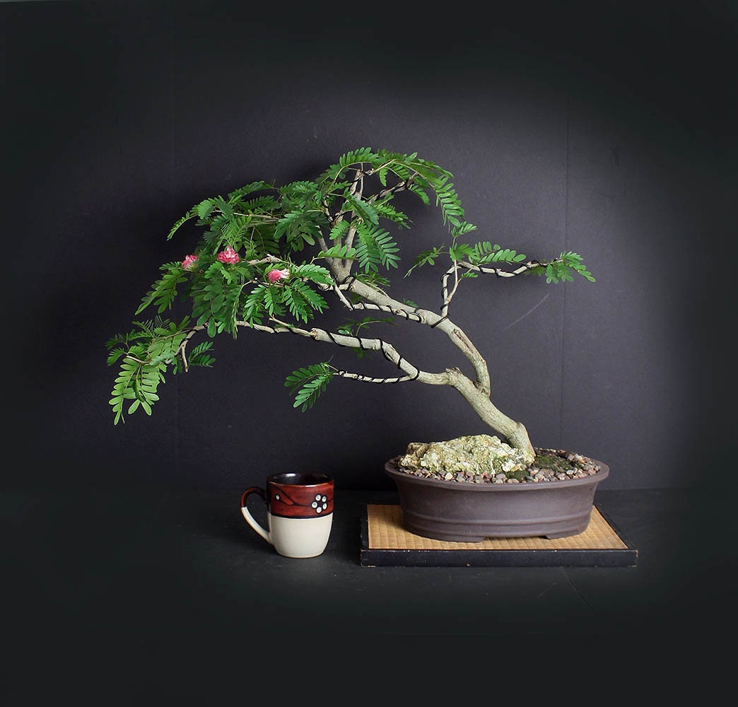 Pink Powder Puff bonsai tree, Blooming Tropics Collection from