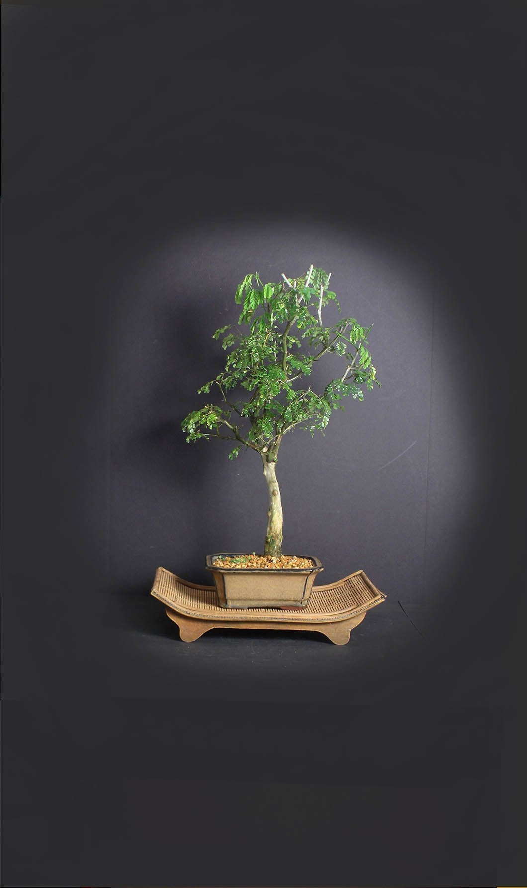 Brazilian raintree bonsai tree, Amazon collection from LiveBonsaiTree