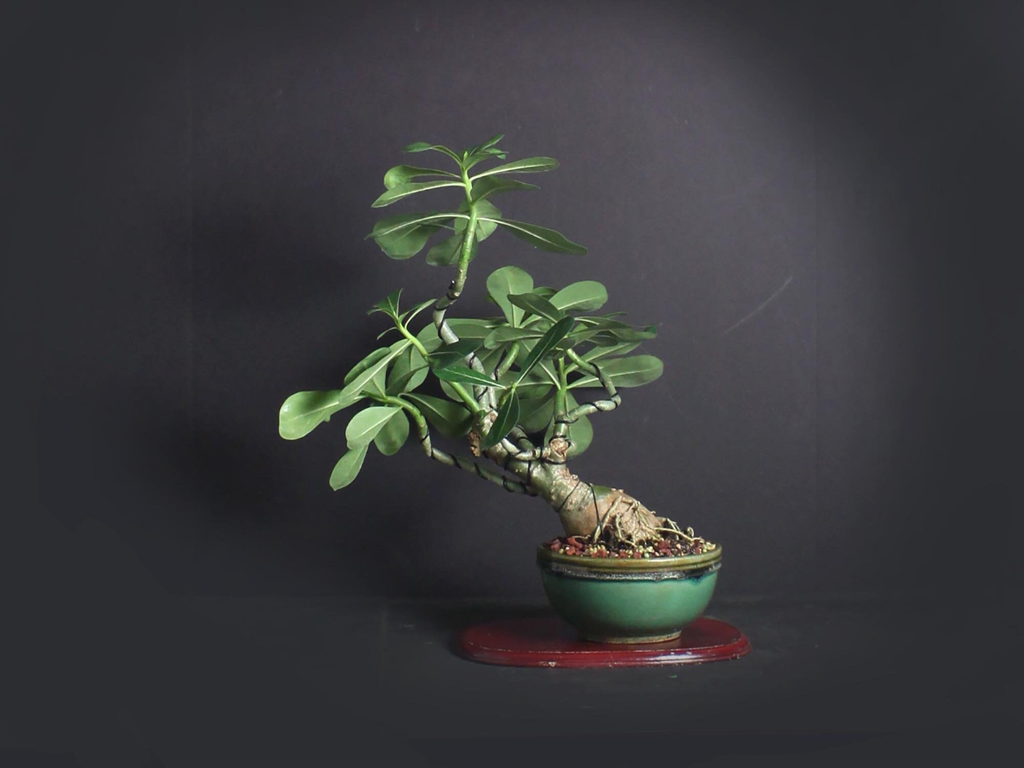 Desert Rose Bonsai Tree, Blooming collection from LiveBonsaiTree