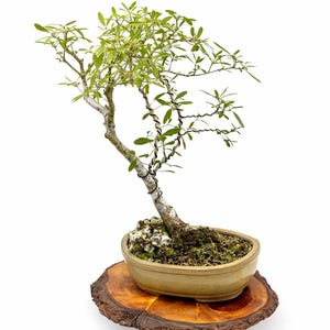 Sawtooth Oak Bonsai Tree: Rare Asian Quercus in Glazed Pot - Etsy