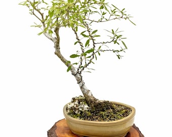 Sawtooth Oak Bonsai Tree: Rare Quercus in Glazed Pot