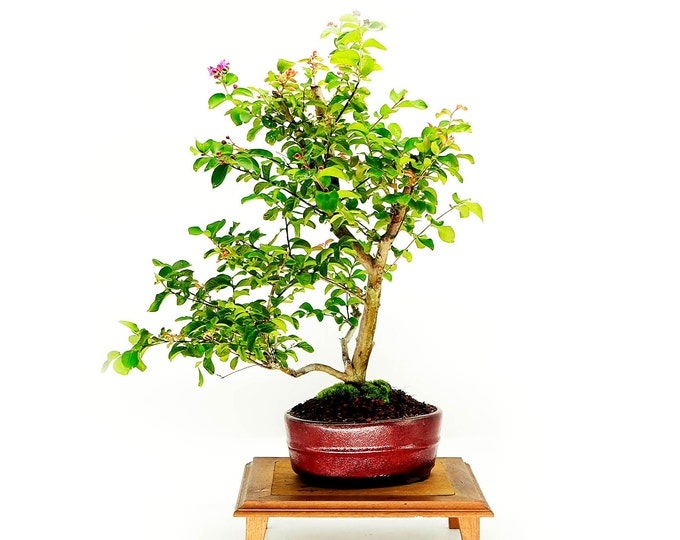 Lilac Crape myrtle bonsai tree, "Warmly, Leo" collection from Live Bonsai Tree
