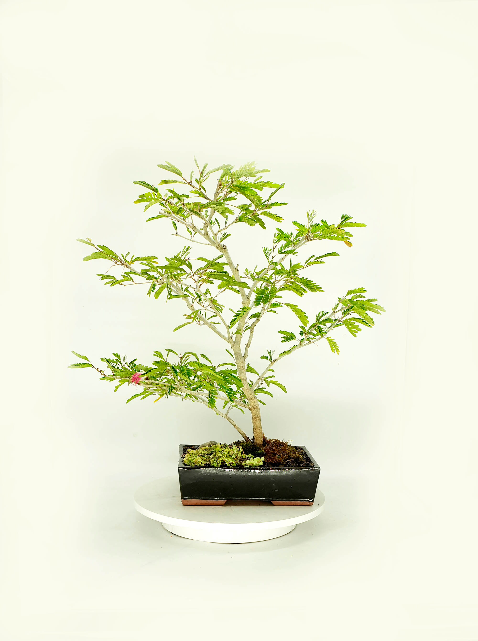 Powder Puff bonsai tree, Trees talk Collection from Live Bonsai Tree